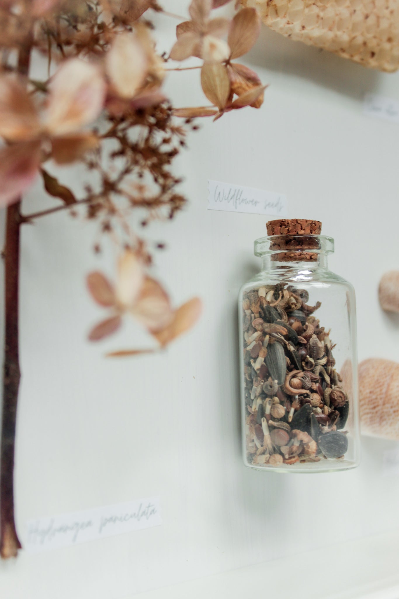 Botanical Art - Herbarium Detail