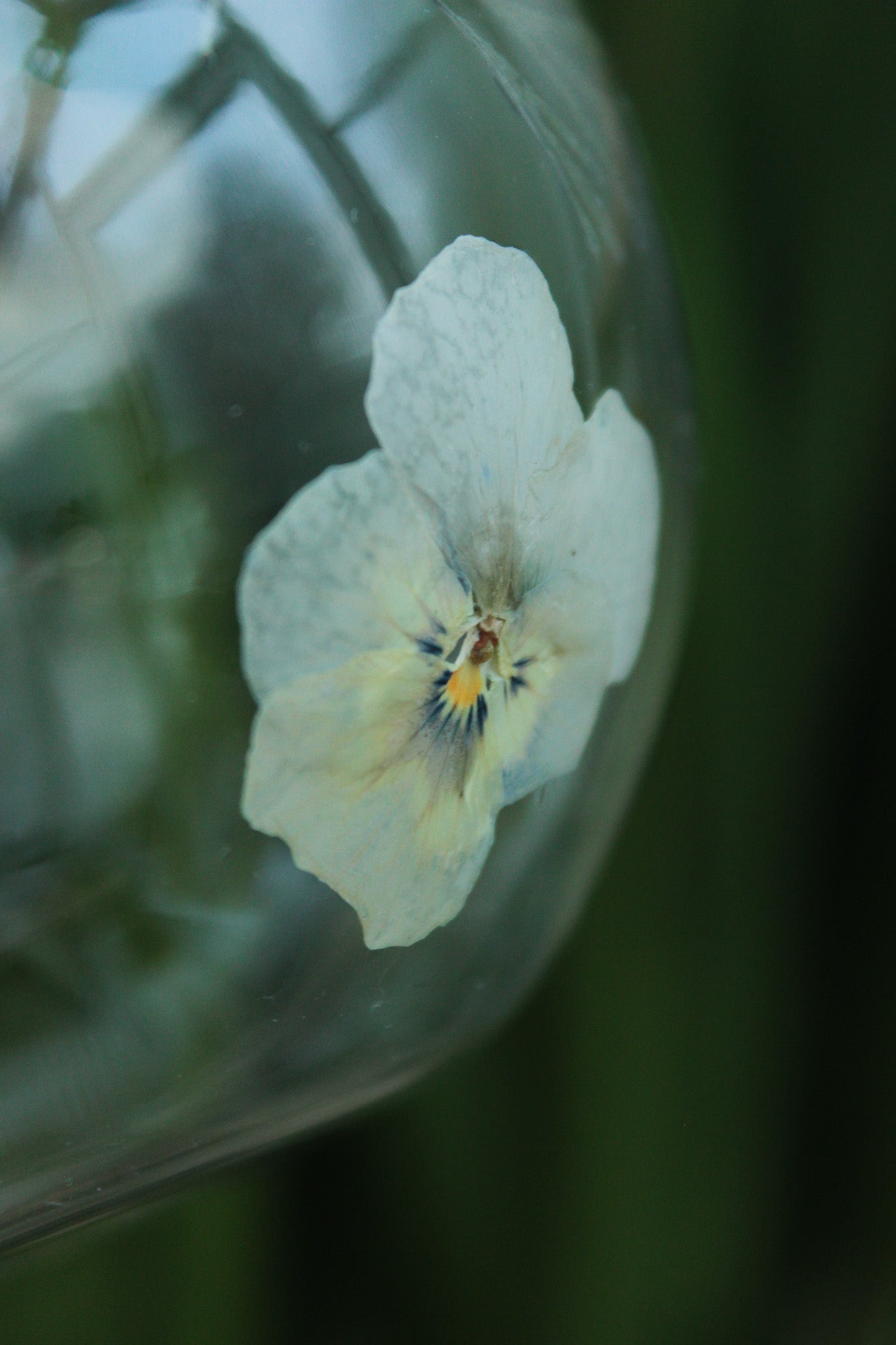 Glaskugel mit gepressten Blüten - Eisblau