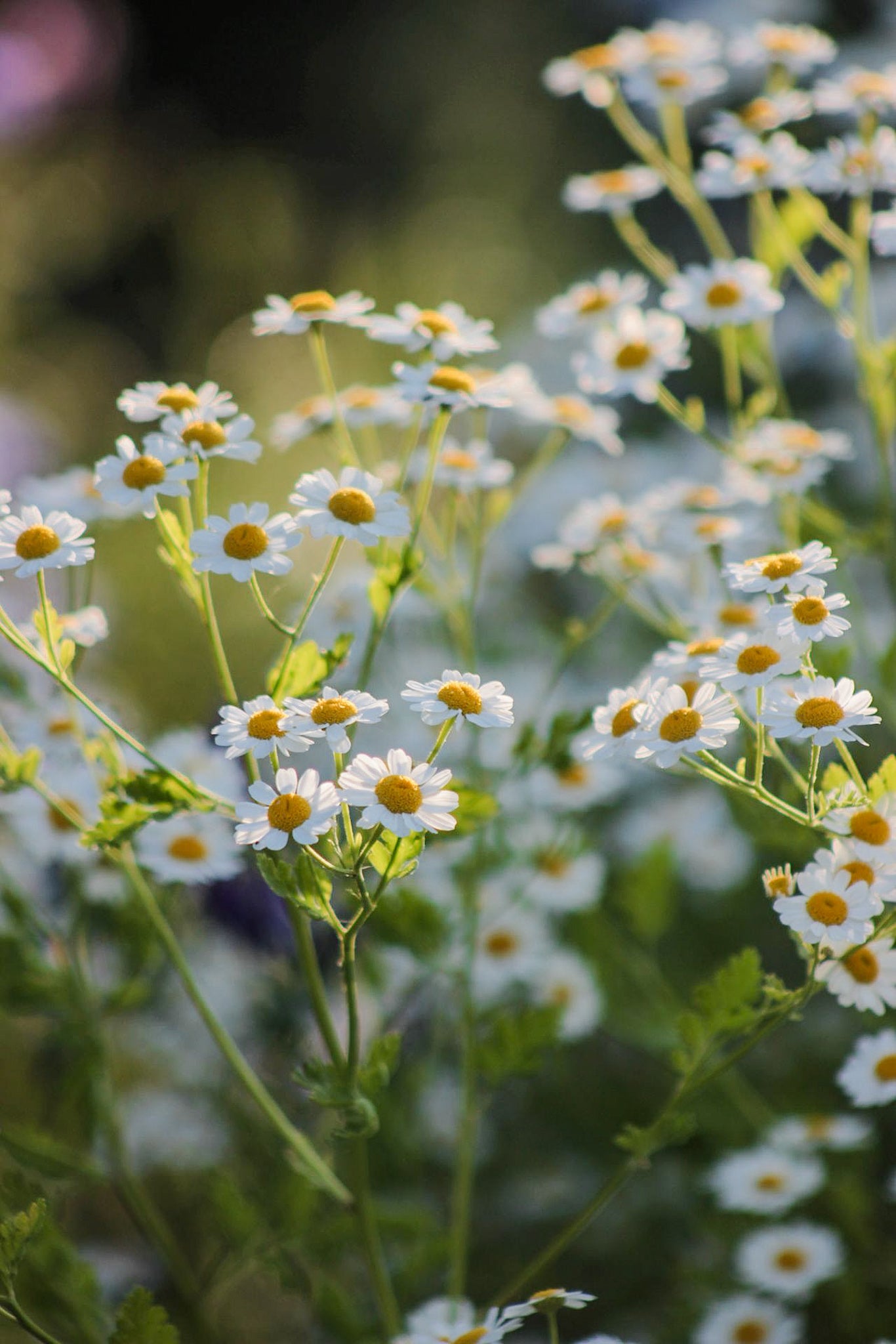 Unser Blumenfeld - Ausschnitt